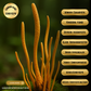 Cordyceps - Ultrasonic Assisted Dual Extract Tincture (Various sizes)