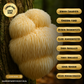 Lion's Mane - 50 ml Ultrasonic Assisted Dual Extract Tincture