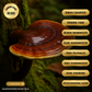 Reishi - 50 ml Ultrasonic Assisted Dual Extract Tincture