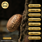 Shiitake - 50ml Ultrasonic Assisted Dual Extract Tincture