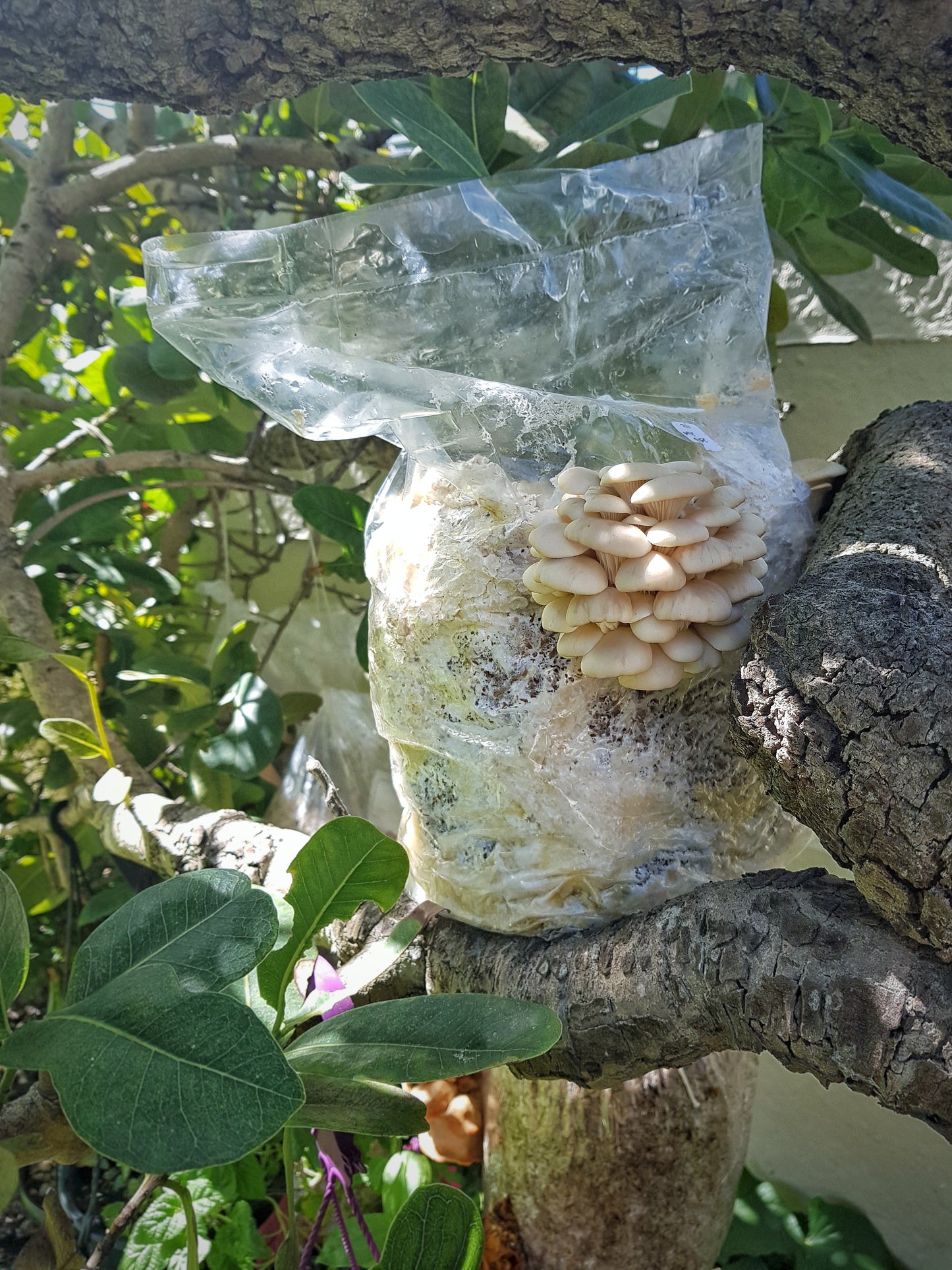 Mushroom sawdust spawn blocks . 5kg. High yield strains (Pre-order only)