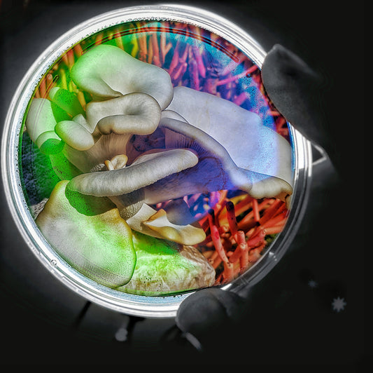 Petri Dish Culture- White Oyster