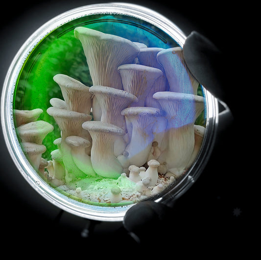 Petri Dish Culture- King Oyster