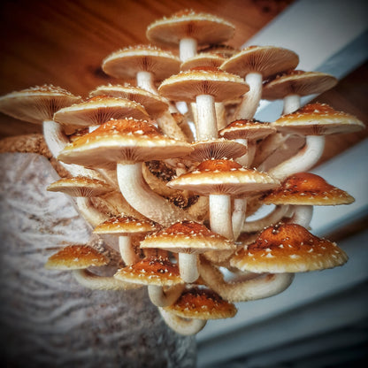 Mushroom sawdust spawn blocks . 5kg. High yield strains (Pre-order only)