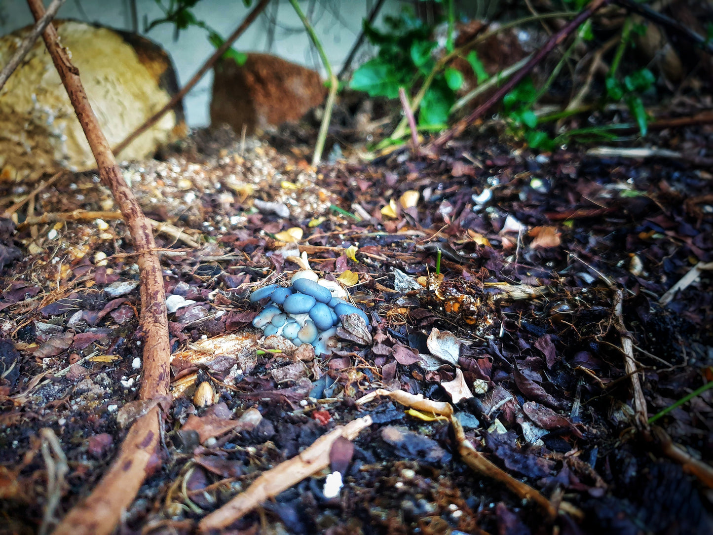 Mushroom sawdust spawn blocks . 5kg. High yield strains (Pre-order only)