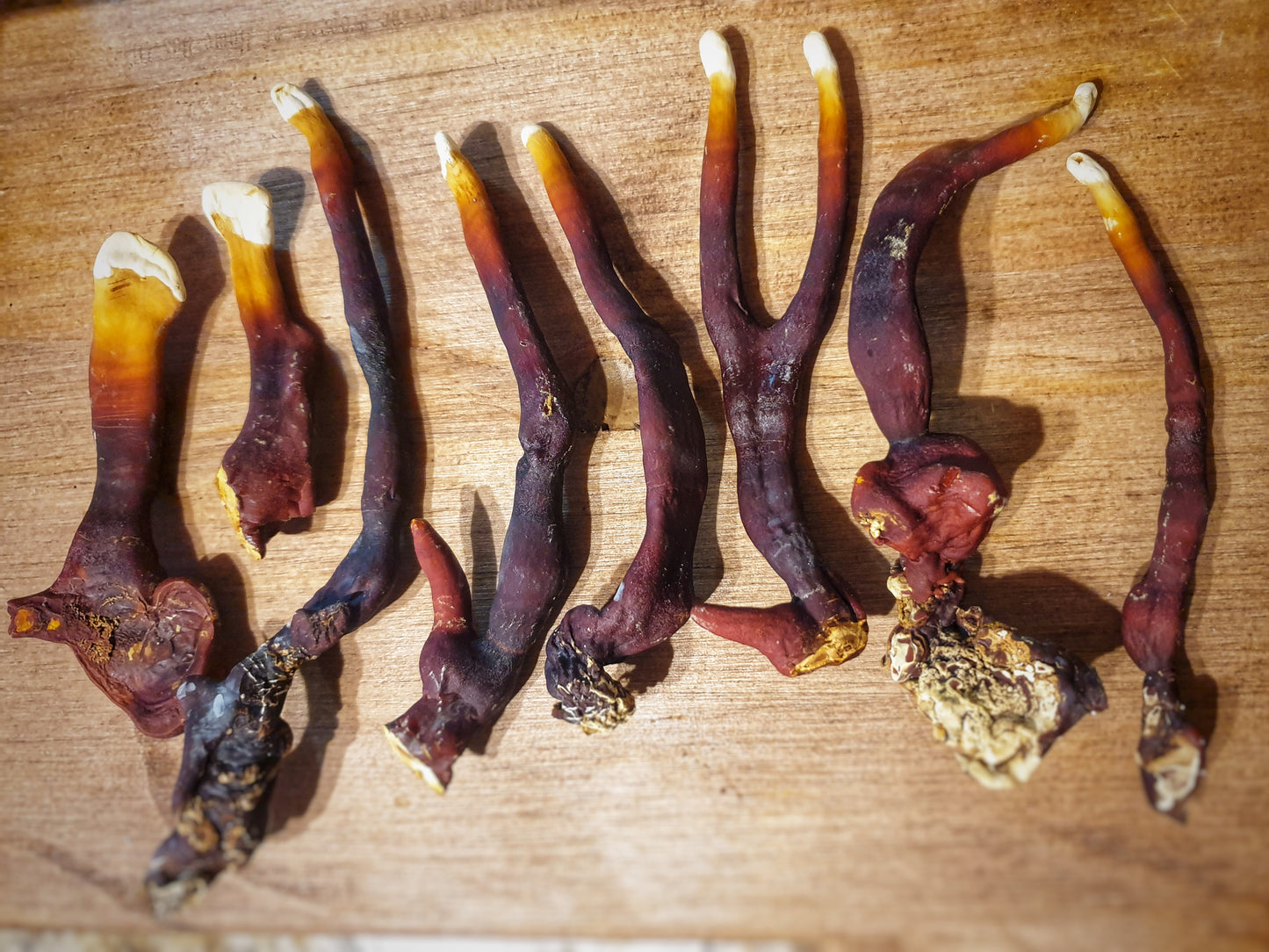 Mushroom sawdust spawn blocks . 5kg. High yield strains (Pre-order only)