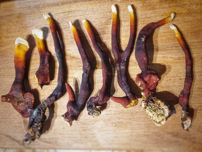 Mushroom sawdust spawn blocks . 5kg. High yield strains (Pre-order only)