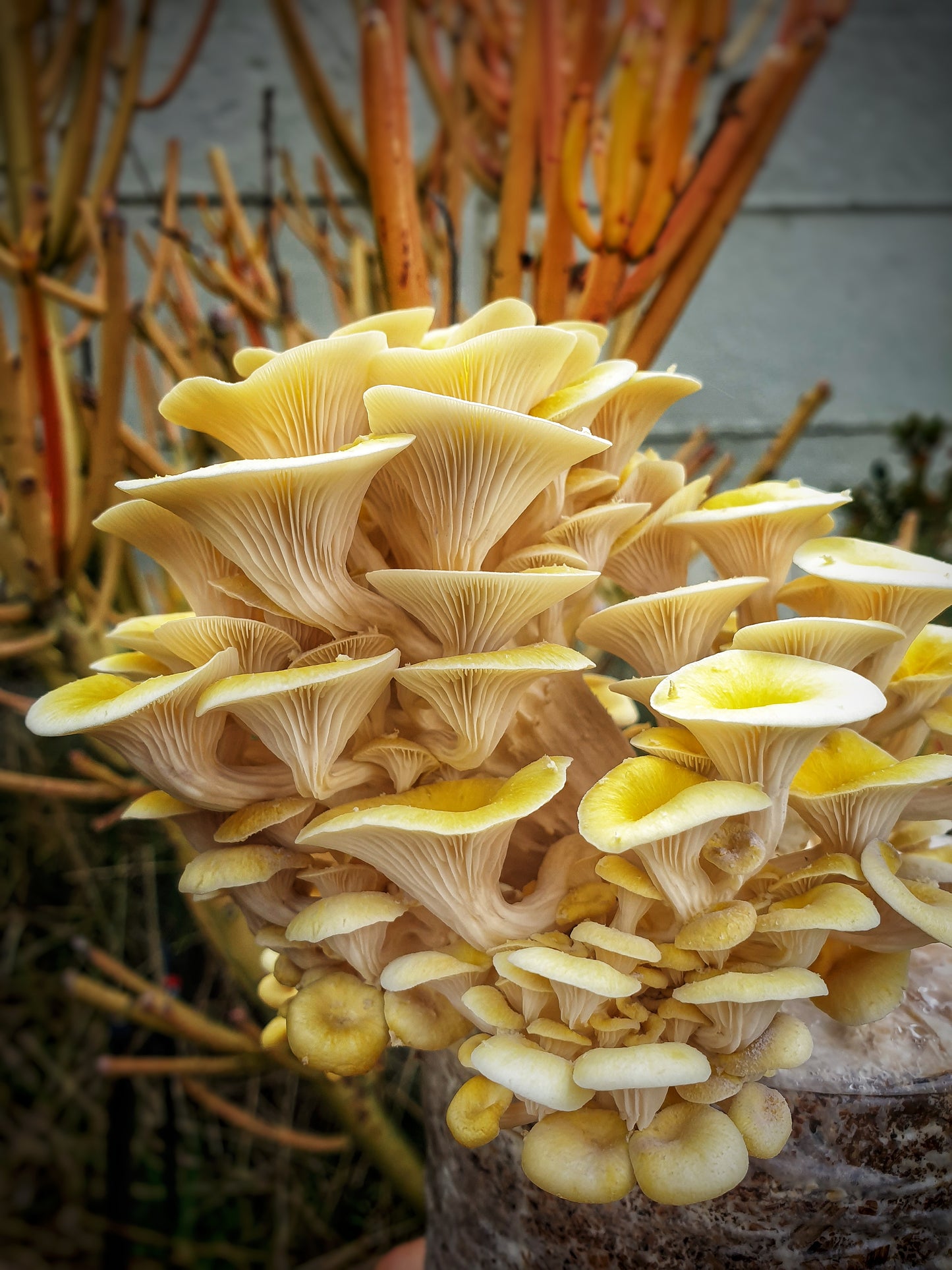 Mushroom sawdust spawn blocks . 5kg. High yield strains (Pre-order only)