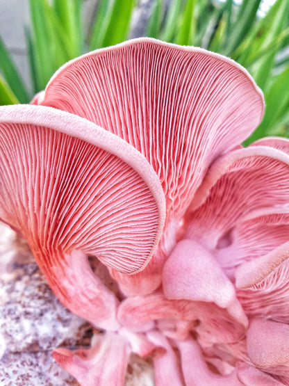 Mushroom sawdust spawn blocks . 5kg. High yield strains (Pre-order only)