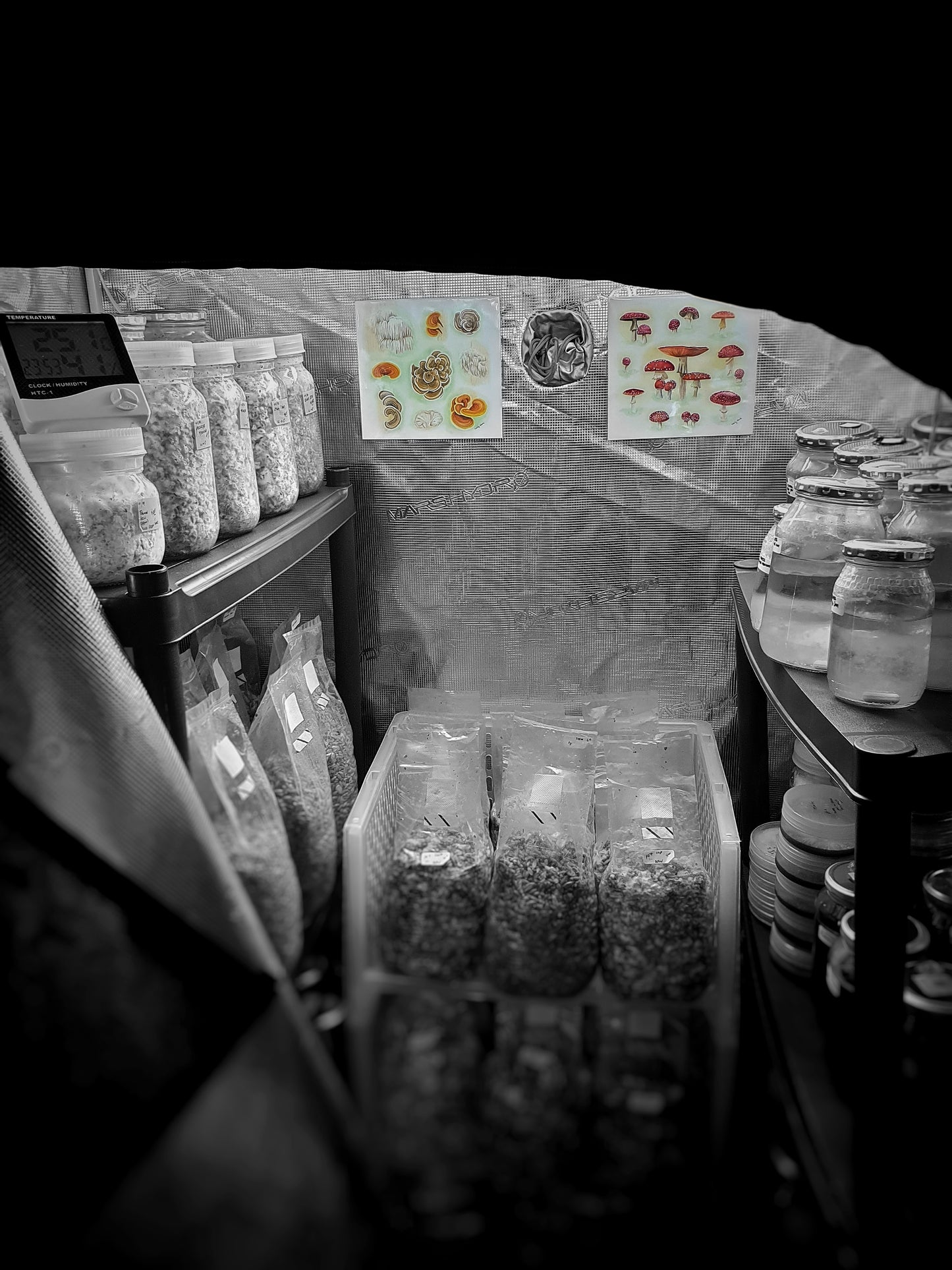 Mushroom sawdust spawn blocks . 5kg. High yield strains (Pre-order only)