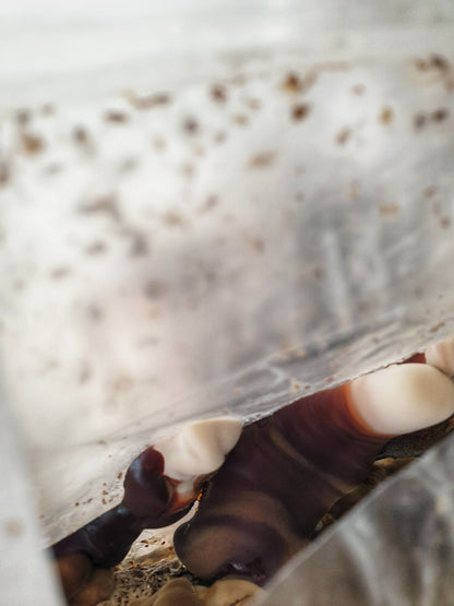 Mushroom sawdust spawn blocks . 5kg. High yield strains (Pre-order only)