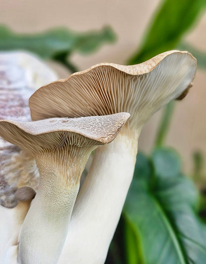 Mushroom sawdust spawn blocks . 5kg. High yield strains (Pre-order only)