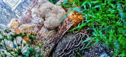 Mushroom sawdust spawn blocks . 5kg. High yield strains (Pre-order only)