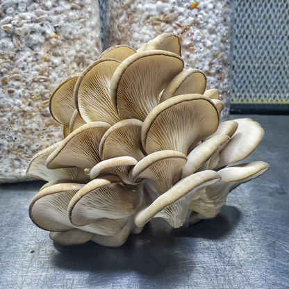 Mushroom sawdust spawn blocks . 5kg. High yield strains (Pre-order only)