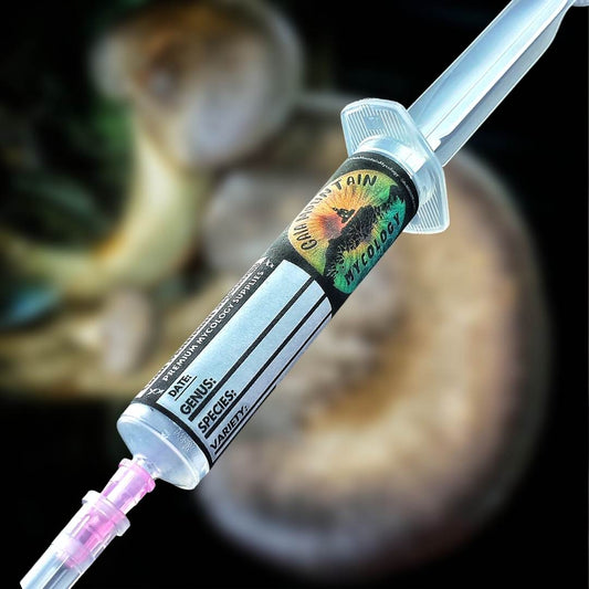 Liquid Culture- Black Abalone Oyster (Pleurotus Cystidiosus)