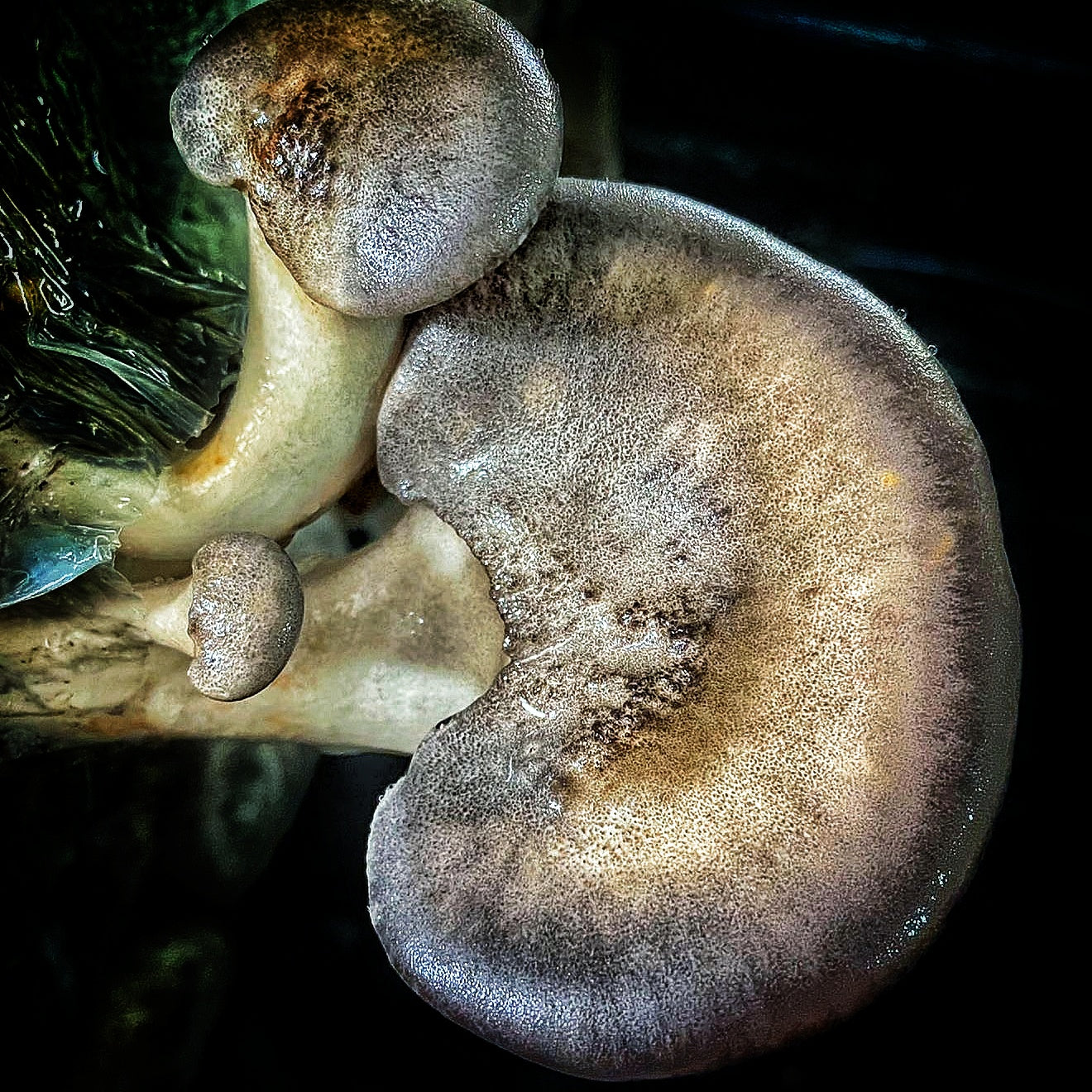 Mushroom sawdust spawn blocks . 5kg. High yield strains (Pre-order only)