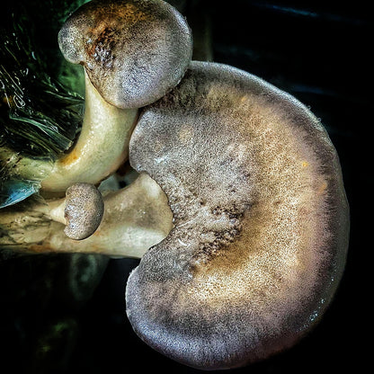 Mushroom sawdust spawn blocks . 5kg. High yield strains (Pre-order only)