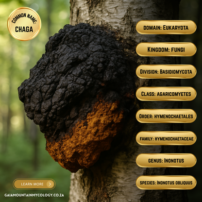 Bulk Functional Mushroom Powder (1kg) | Single-Species | Micronized & Activated. Lion’s Mane, Reishi, Cordyceps, Turkey Tail & Chaga