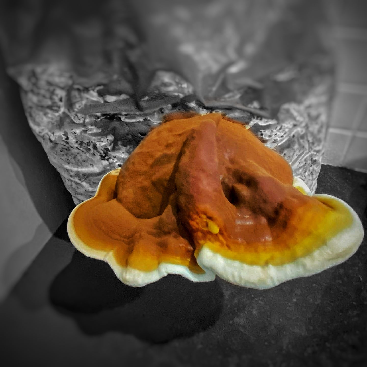 Mushroom sawdust spawn blocks . 5kg. High yield strains (Pre-order only)