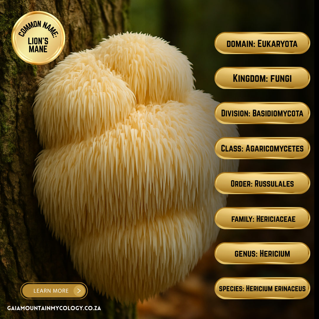 Bulk Functional Mushroom Powder (1kg) | Single-Species | Micronized & Activated. Lion’s Mane, Reishi, Cordyceps, Turkey Tail & Chaga