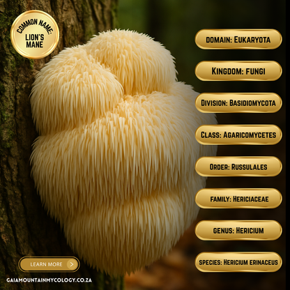 Bulk Functional Mushroom Powder (1kg) | Single-Species | Micronized & Activated. Lion’s Mane, Reishi, Cordyceps, Turkey Tail & Chaga