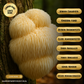 100% Pure Lion's Mane powder - Health supplement | MycoMind
