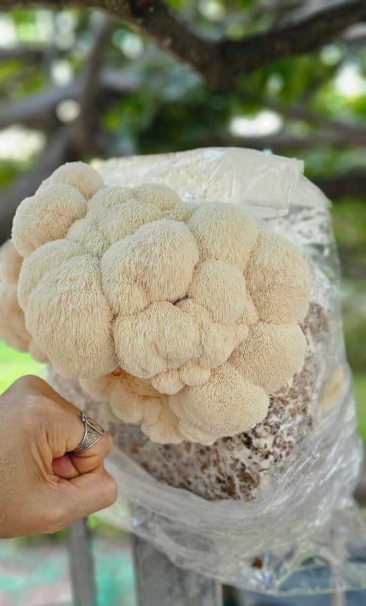 Mushroom sawdust spawn blocks . 5kg. High yield strains (Pre-order only)