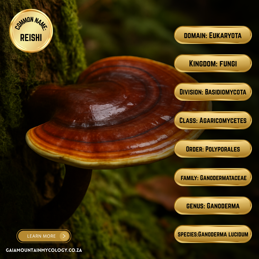 Bulk Functional Mushroom Powder (1kg) | Single-Species | Micronized & Activated. Lion’s Mane, Reishi, Cordyceps, Turkey Tail & Chaga