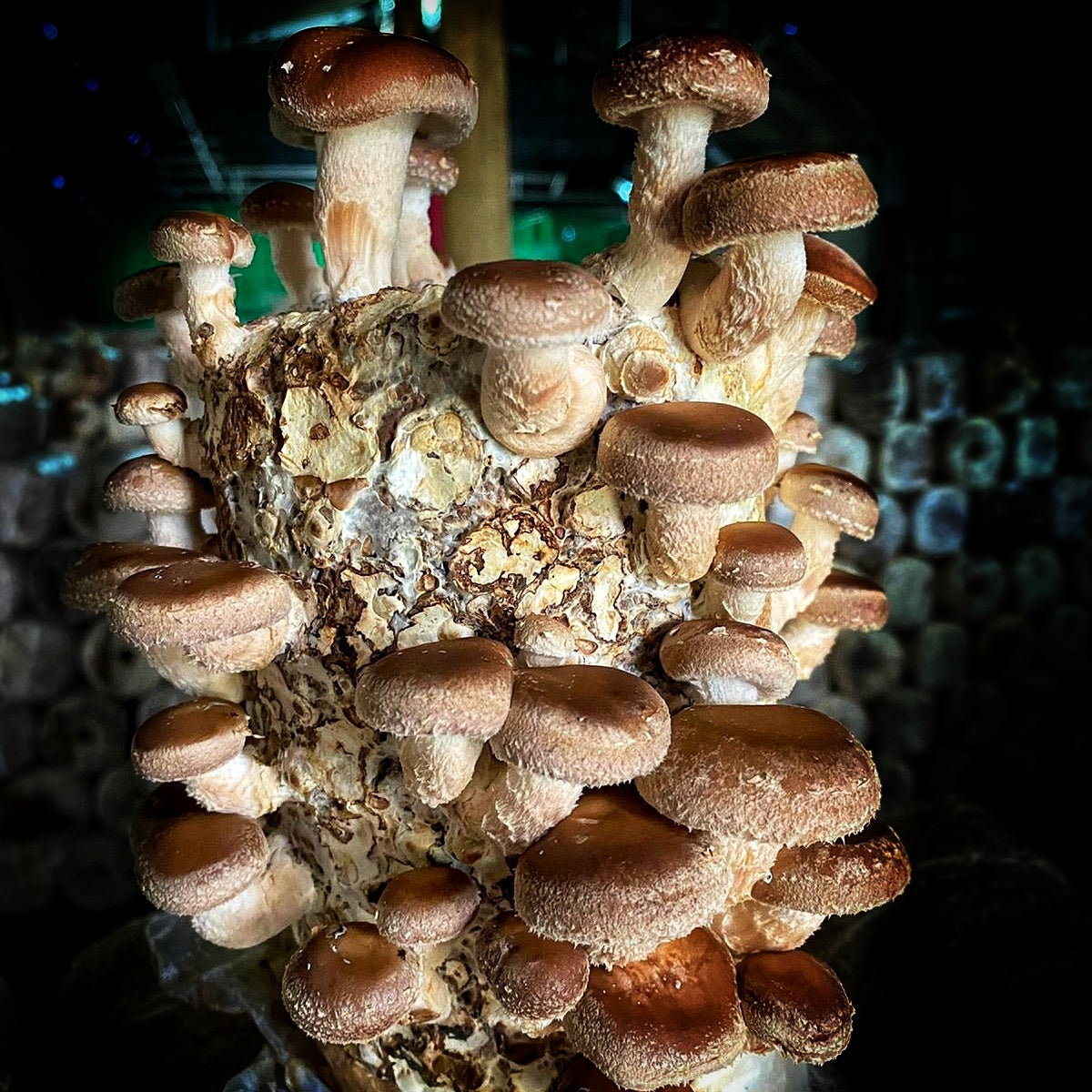 Mushroom sawdust spawn blocks . 5kg. High yield strains (Pre-order only)