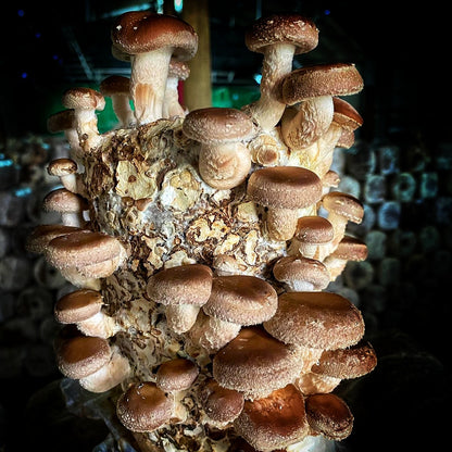 Mushroom sawdust spawn blocks . 5kg. High yield strains (Pre-order only)