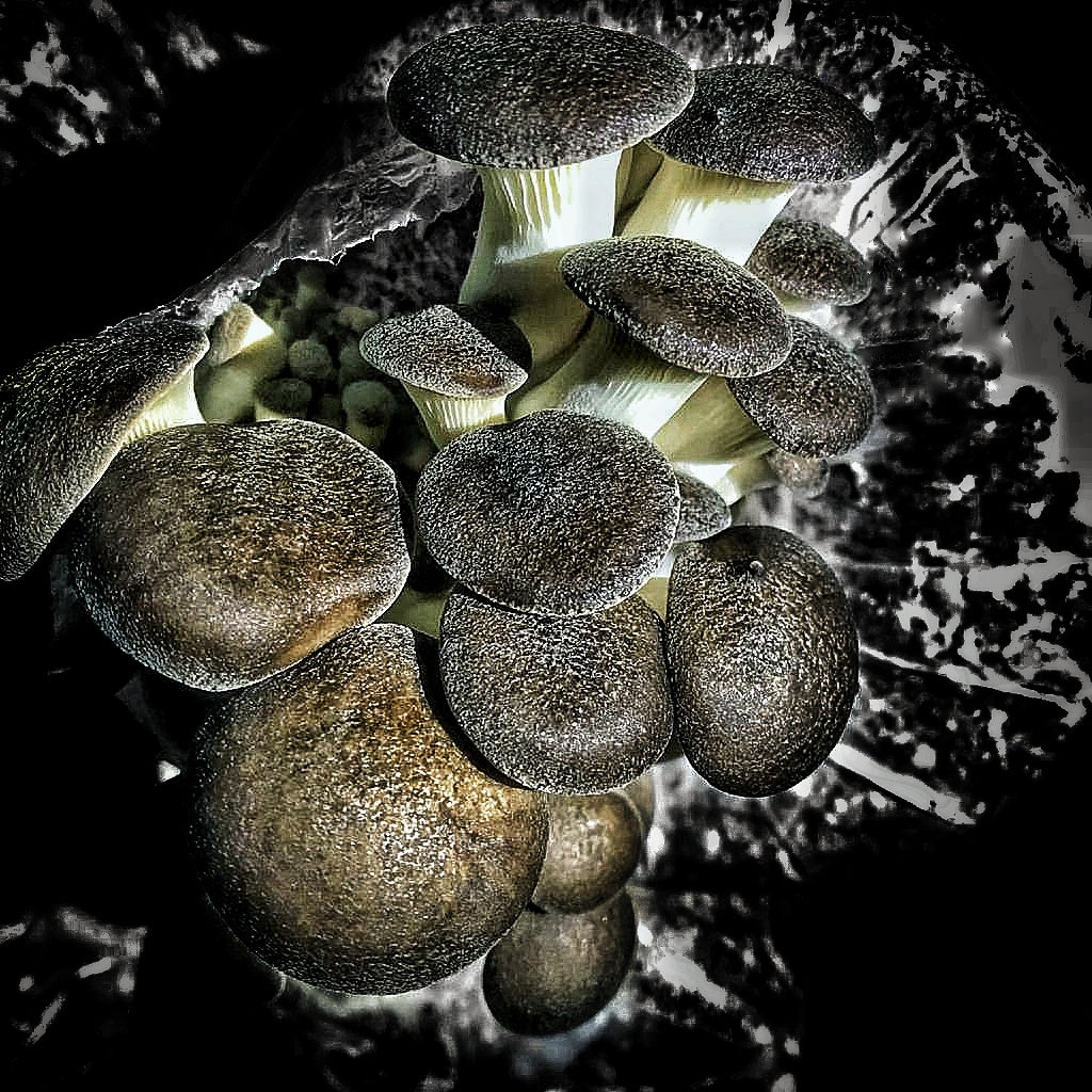 Mushroom sawdust spawn blocks . 5kg. High yield strains (Pre-order only)