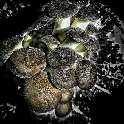 Mushroom sawdust spawn blocks . 5kg. High yield strains (Pre-order only)