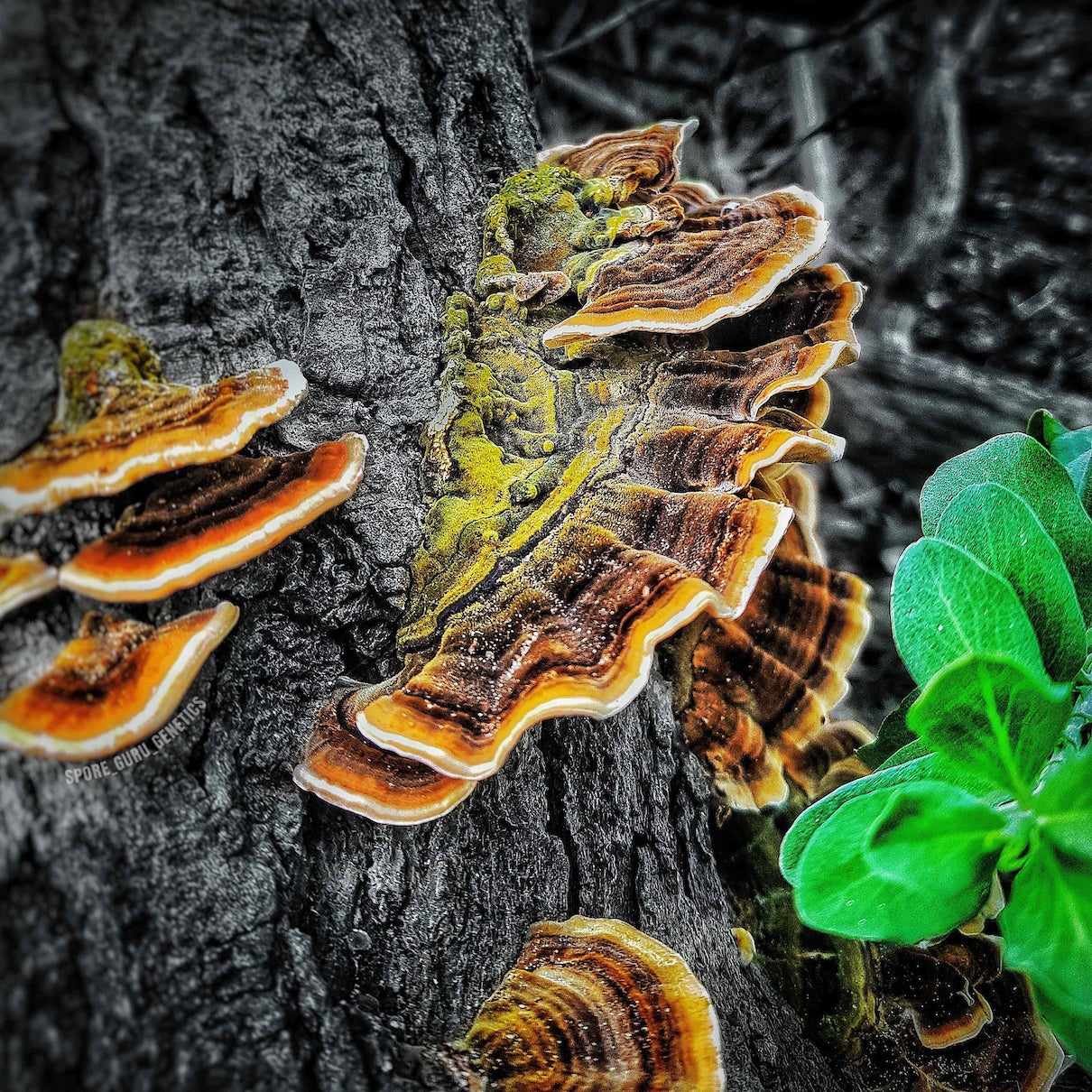 TURKEY-TAIL-².jpg__PID:085fb0a6-3785-478d-8f11-e268ffa24a26
