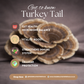Turkey Tail - 50 ml Ultrasonic Assisted Dual Extract Tincture